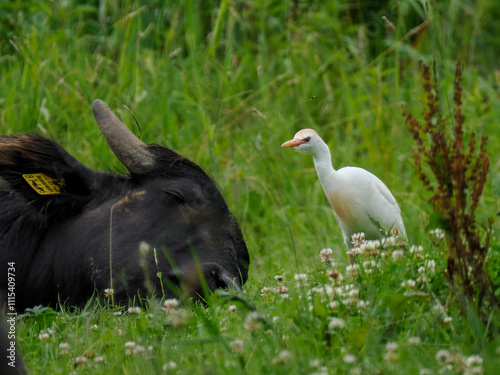 Kuhreiher (Bubulcus ibis) und Wasserbüffel photo