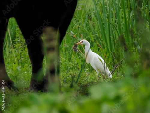 Kuhreiher (Bubulcus ibis) und Wasserbüffel photo