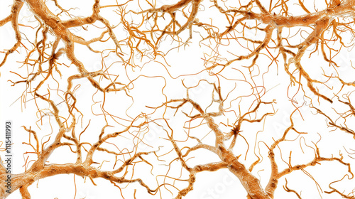 Close-up of human brain with interconnected neurons symbolizing cellular memory, ideal for educational and scientific content, showcasing the complexity of memory storage. photo