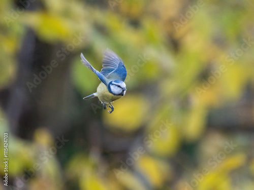 Blaumeise (Cyanistes caeruleu) im Flug photo