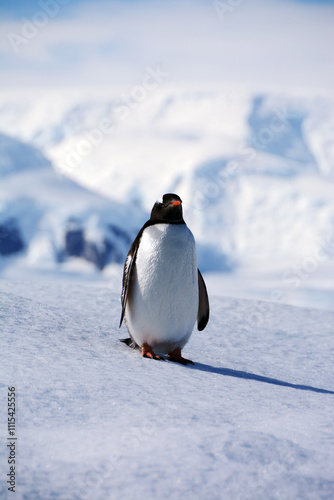 A gentoo penguin standing on the ice in Antarctica