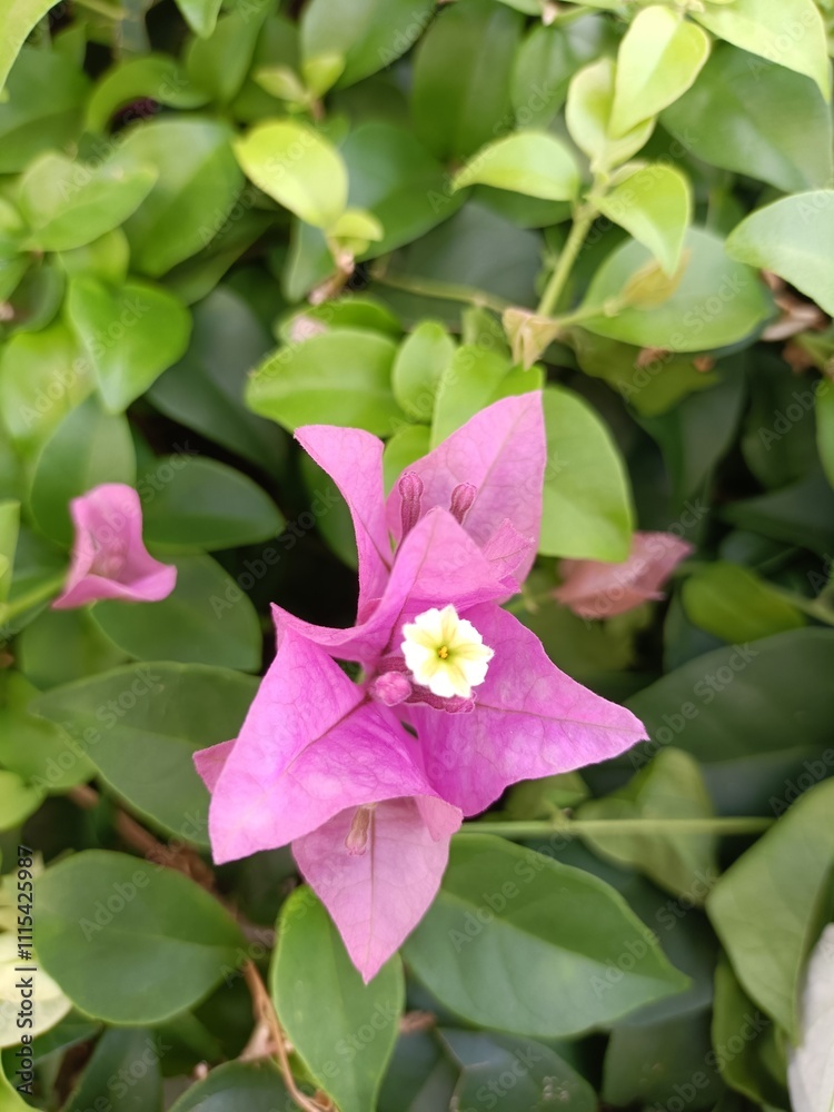 Obraz premium Bougainvillea is a semi-climbing shrub, ranging in size from small to large bushes, with thorns along the stems. Leaves are simple, alternate with branches or at an angle, covered with a little hair, 