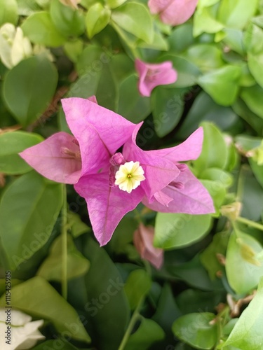 Bougainvillea is a semi-climbing shrub, ranging in size from small to large bushes, with thorns along the stems. Leaves are simple, alternate with branches or at an angle, covered with a little hair,  photo