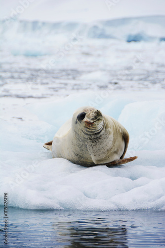 A weddell seal lying on an iceberg in Antarctica