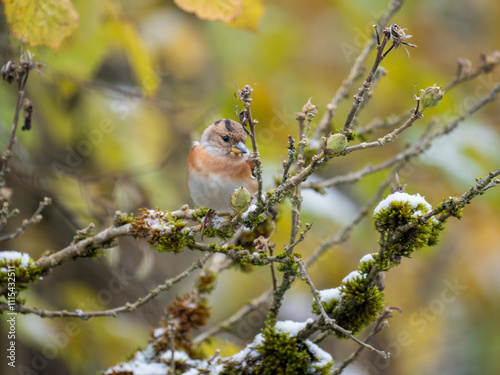 Bergfink (Fringilla montifringilla) photo