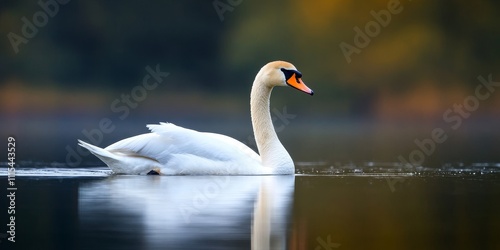 Mute Swan gracefully swims on a tranquil pond, showcasing the elegance of the Mute Swan. Capturing the serene beauty of the Mute Swan as it glides across the water s surface. photo