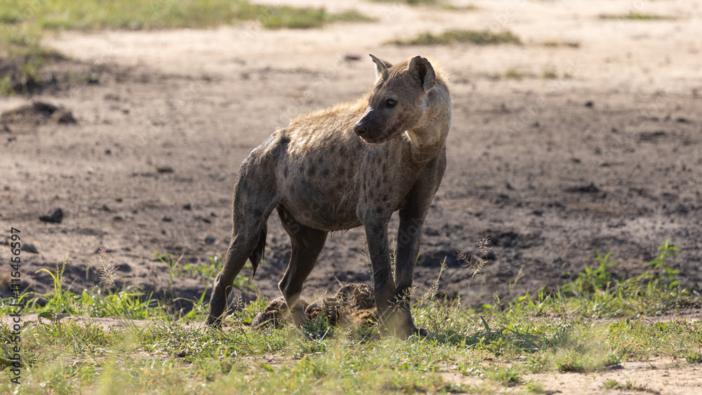 Fototapeta premium a spotted hyena with a full tummy