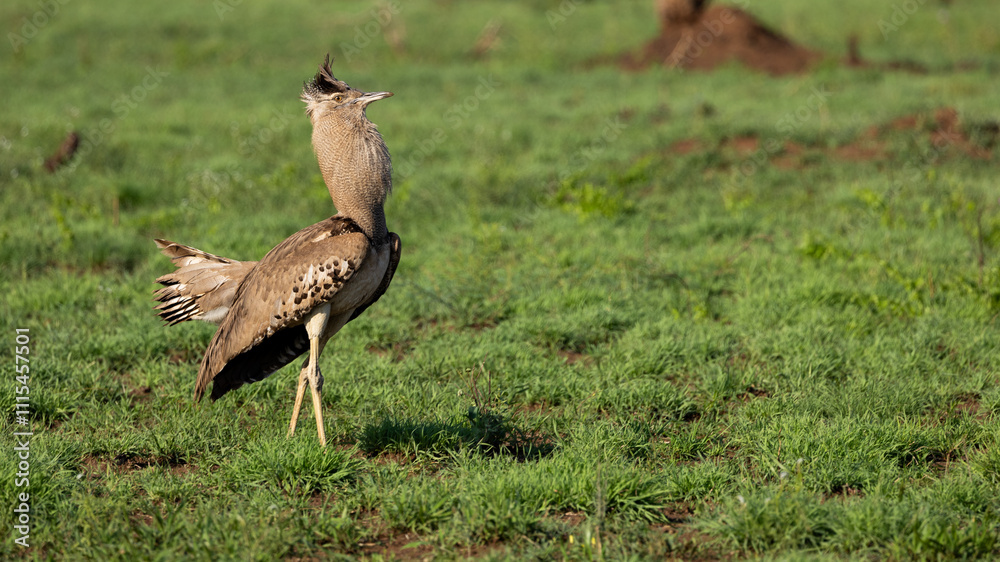 Fototapeta premium a Kori bustard in full display