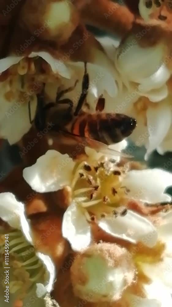 Abeja y avispa. La avispa a la caza de abejas. 