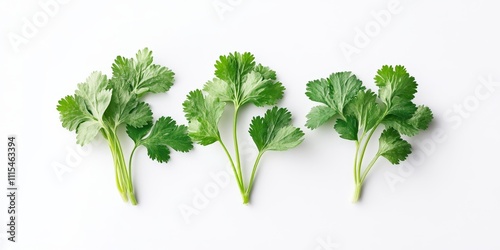 Coriander is showcased in its full form, featuring vibrant leaves that are beautifully isolated on a white background, highlighting the fresh and aromatic qualities of coriander.