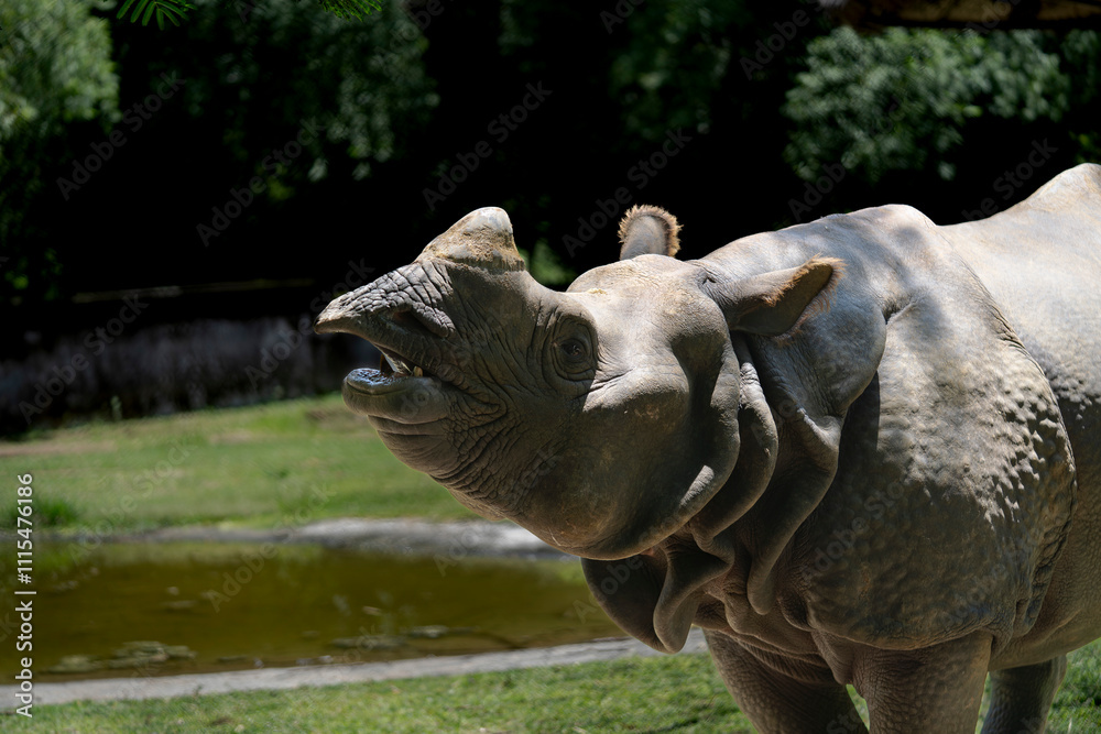 Fototapeta premium Indian rhinoceros or Great Indian rhinoceros 