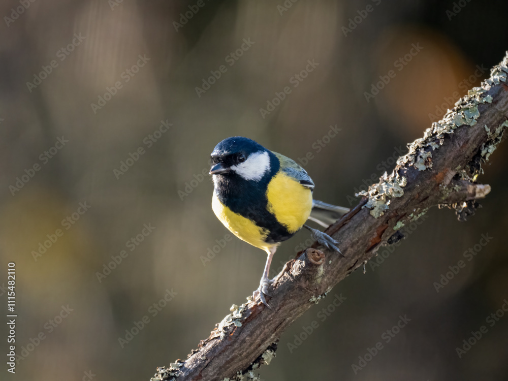 Fototapeta premium Kohlmeise (Parus major)