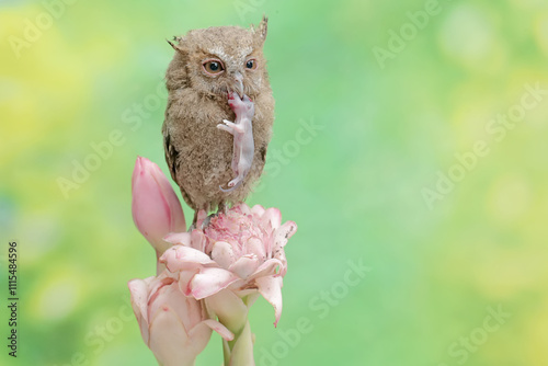 A young Javan scops owl preys on a baby mouse in a wildflower. This nocturnal bird has the scientific name Otus lempiji. photo