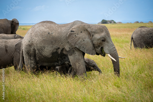 Simiyu is an administrative region of Tanzania. It was created in March 2012, being until then part of the Shinyanga Region. Its capital is the city of Bariadi. photo