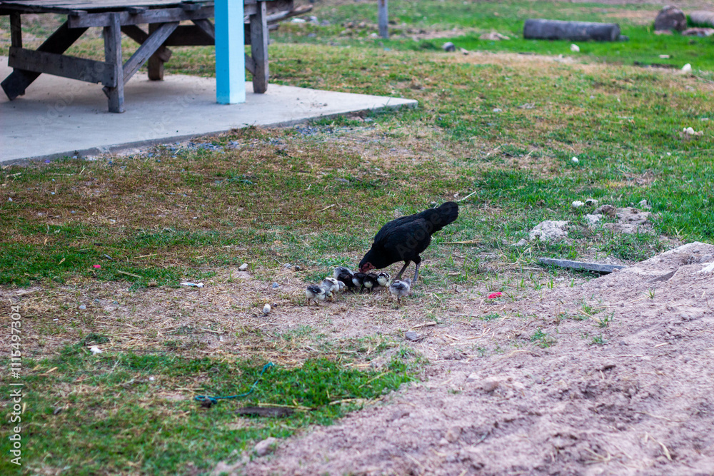 Obraz premium Hen and Chicks