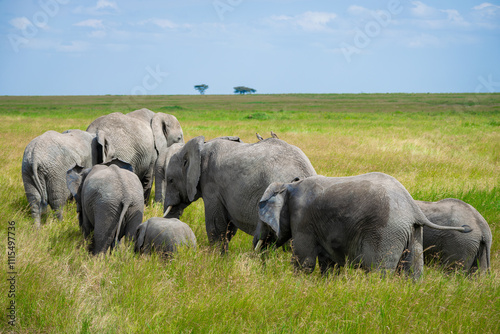 Simiyu is an administrative region of Tanzania. It was created in March 2012, being until then part of the Shinyanga Region. Its capital is the city of Bariadi. photo