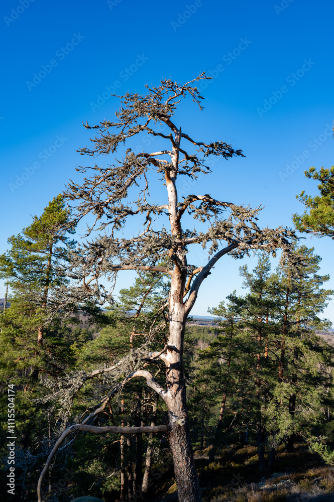 Fototapeta premium View over woodland from Tarsta hill fort Hallsberg Sweden