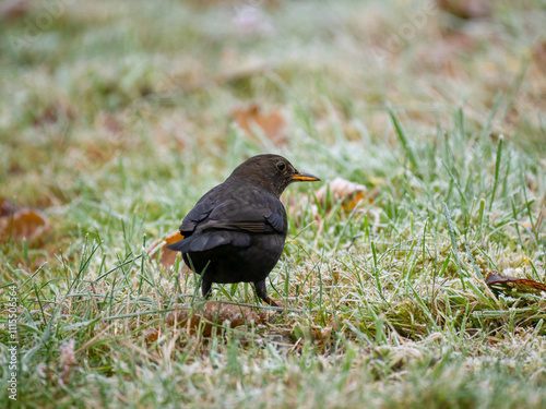 Amsel (Turdus merula)