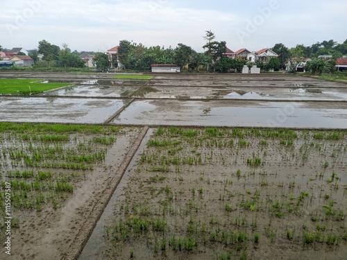 View of rice fields planted 