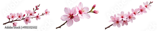 Variety of pink cherry blossom branches displaying delicate flowers and buds for artistic projects and designs on white transparent background or PNG