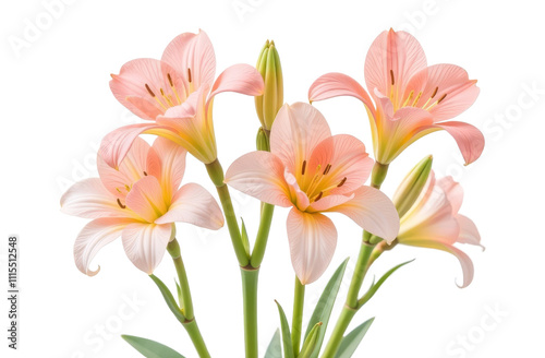 Soft pink lilies display graceful petals and buds, perfect for floral decorations and design in any project on white transparent background or PNG
