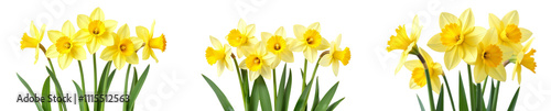 Daffodil flowers with bright yellow petals and green stems, perfect for designs and collages on white transparent background or PNG photo