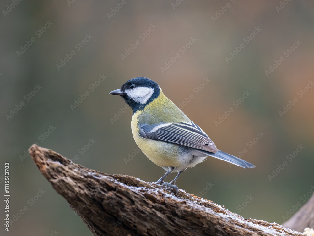Obraz premium Kohlmeise (Parus major)