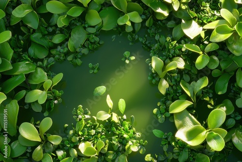 Lush Green Leaves Surrounding Tranquil Water Surface Top View photo