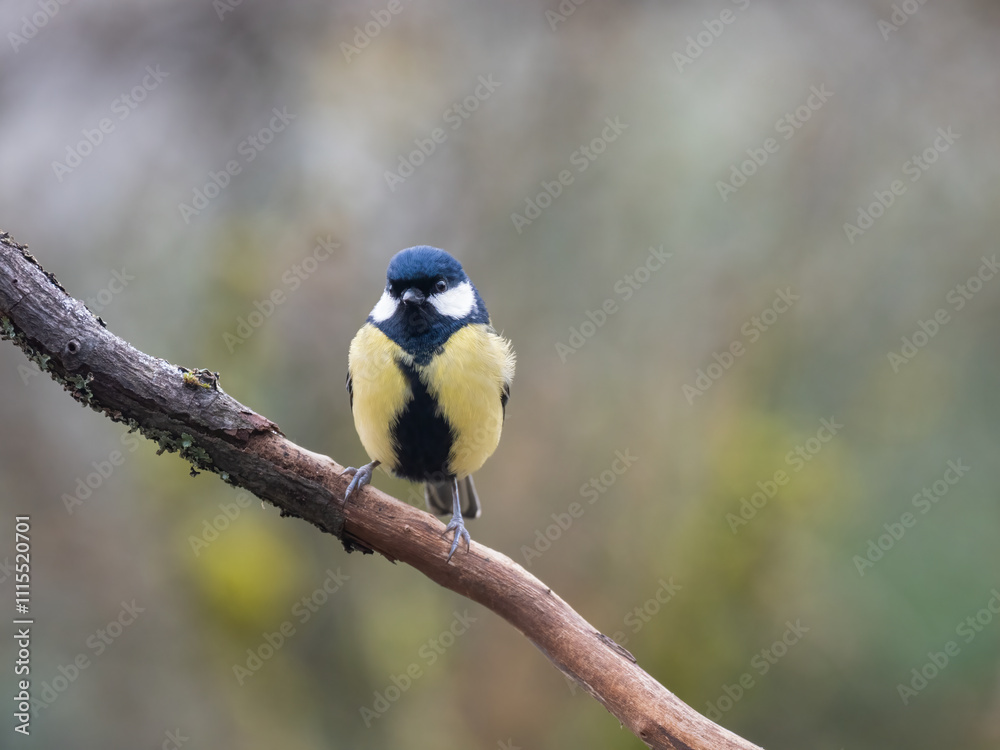 Fototapeta premium Kohlmeise (Parus major)