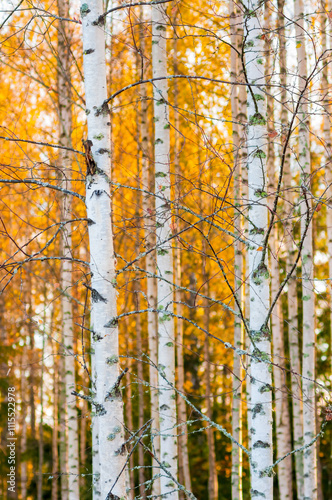 White birch trunks against yellow foliage