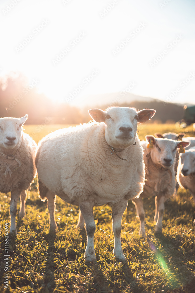 Fototapeta premium Three sheep stand together in a peaceful meadow during golden hour, surrounded by warm sunlight and a backdrop of trees and distant hills, showcasing rural charm