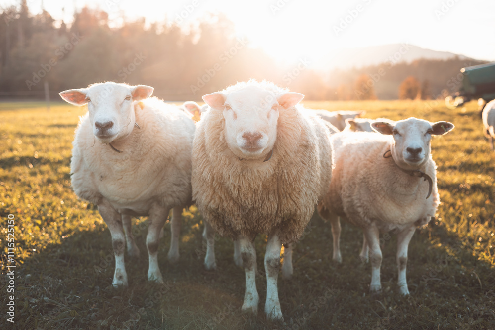 Fototapeta premium Sheeps stand closely together in a sunlit field during golden hour, exuding warmth and tranquility in a picturesque rural setting with soft autumn light