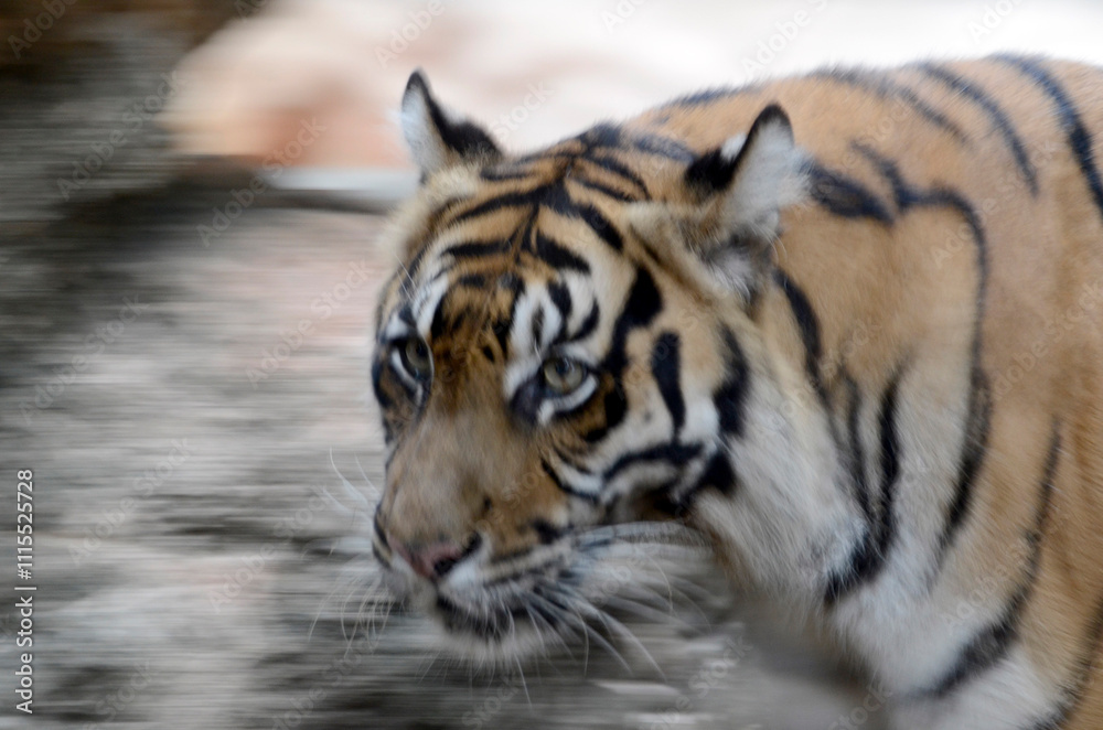 Naklejka premium トラ