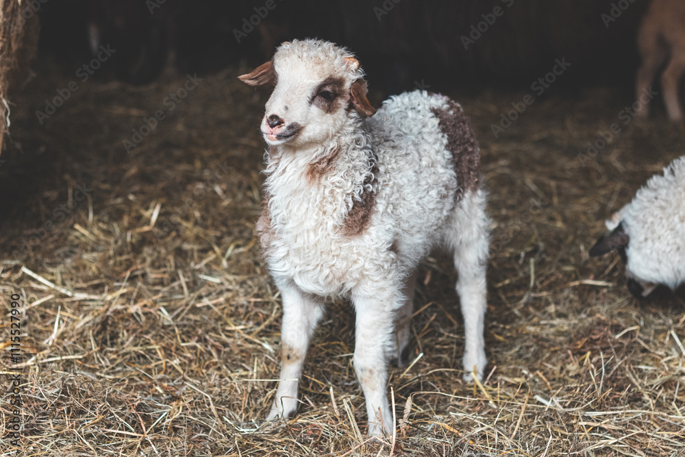 Naklejka premium Close-up of an adorable young lamb with striking black and white markings. Its curious gaze and fluffy wool capture the innocence and charm of rural farm life