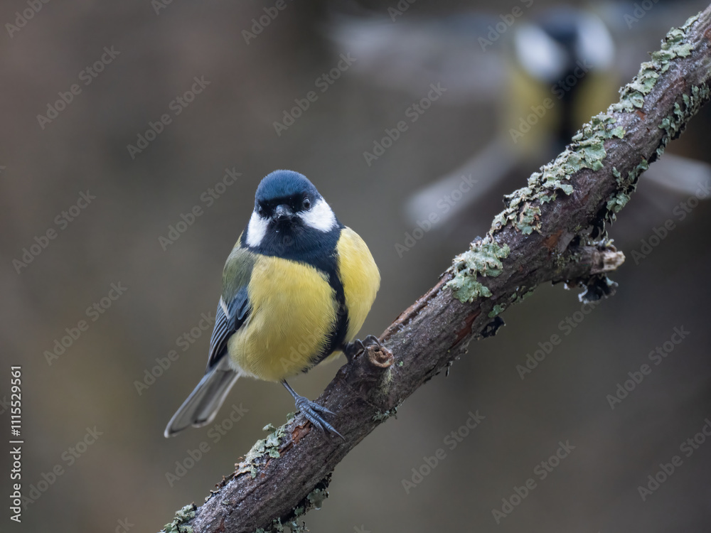 Obraz premium Kohlmeise (Parus major)