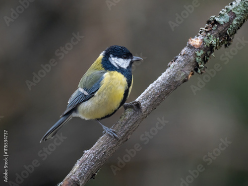 Kohlmeise (Parus major)