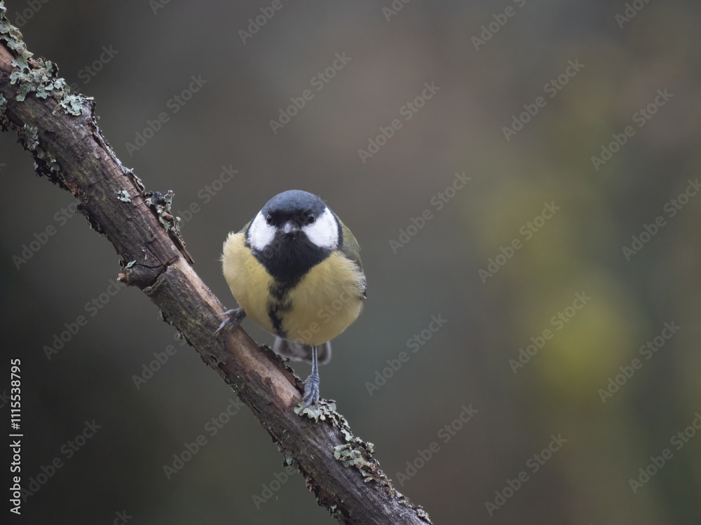 Obraz premium Kohlmeise (Parus major)