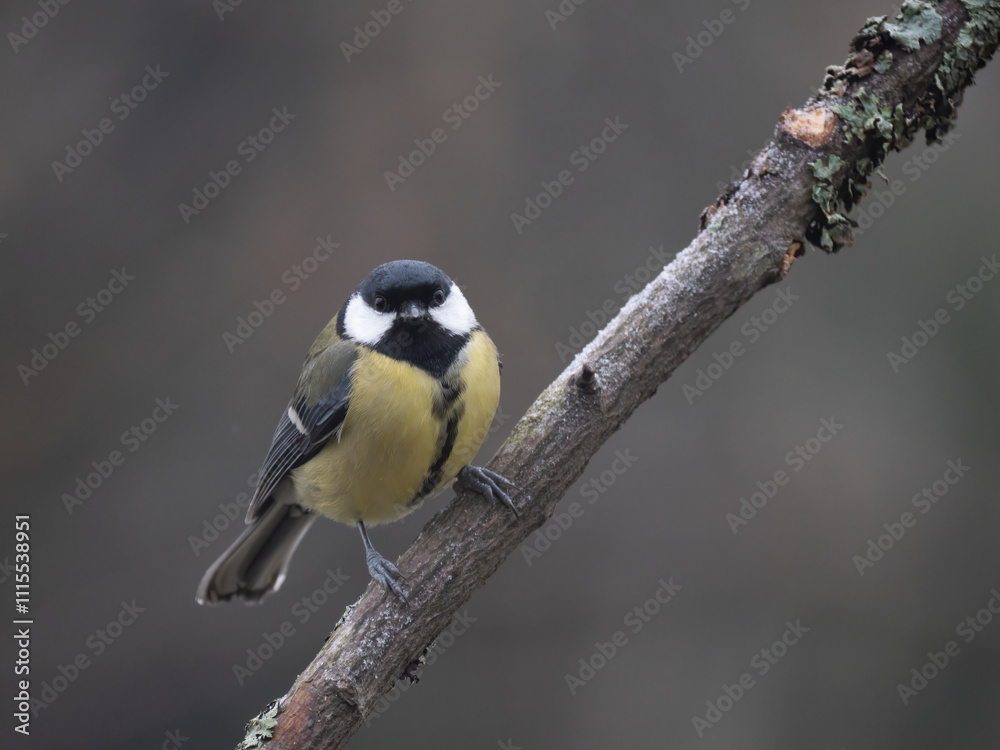 Fototapeta premium Kohlmeise (Parus major)