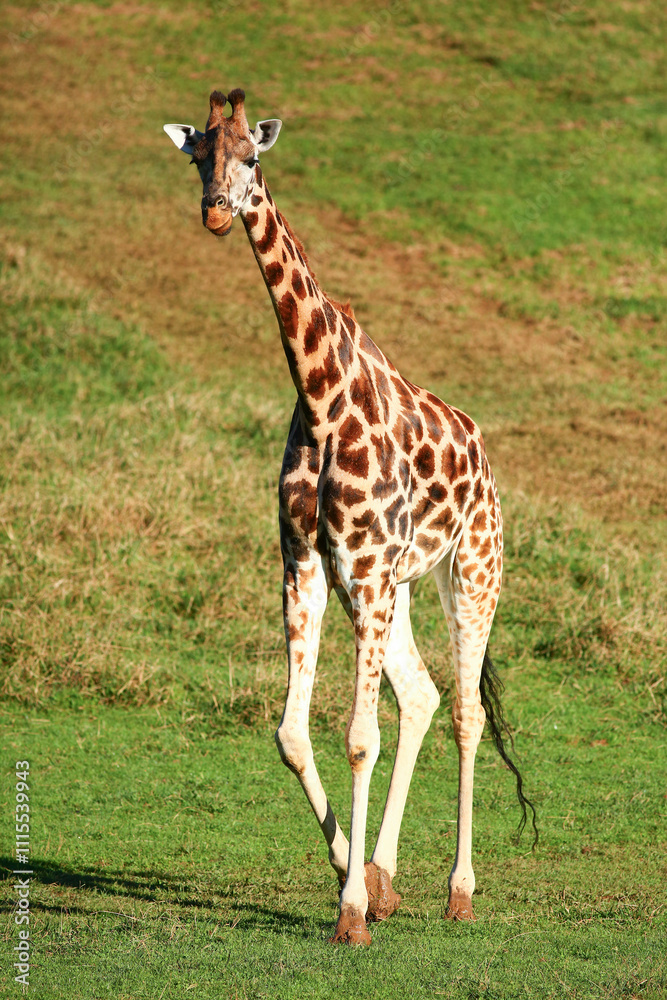 Obraz premium Closeup of Giraffe outdoors