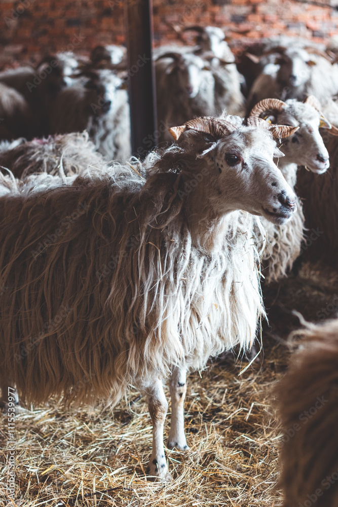 Obraz premium Sheep huddles closely together inside a barn, their thick wool illuminated by soft natural light, creating a rustic and authentic farm ambiance