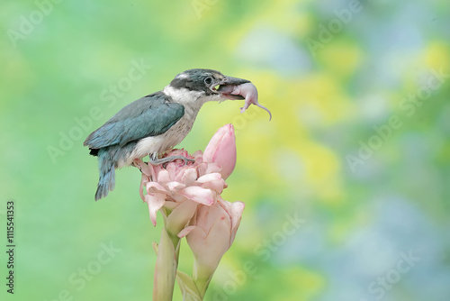 A young collared kingfisher preys on a baby mouse in a wild flower. This long and strong beaked bird has the scientific name Todiramphus chloris. photo