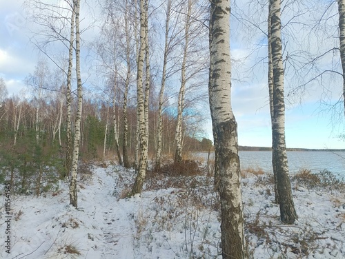 Rekyva forest and lake during sunny winter day. Pine and birch tree woodland. Wavy lake. Bushes and small trees are growing in woods. Sunny day without clouds in sky. Snowy. Nature. Rekyvos miskas. photo