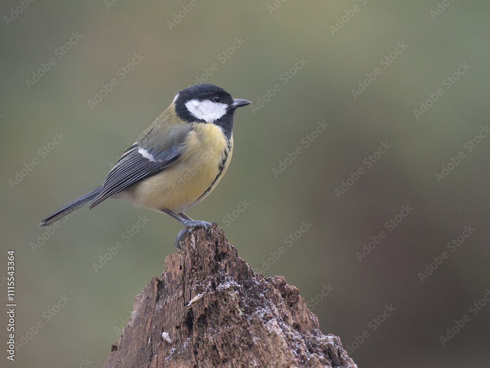 Obraz premium Kohlmeise (Parus major)