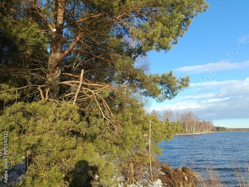 Rekyva forest and lake during sunny winter day. Pine and birch tree woodland. Wavy lake. Bushes and small trees are growing in woods. Sunny day without clouds in sky. Snowy. Nature. Rekyvos miskas. photo