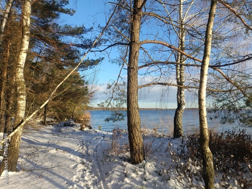 Rekyva forest and lake during sunny winter day. Pine and birch tree woodland. Wavy lake. Bushes and small trees are growing in woods. Sunny day without clouds in sky. Snowy. Nature. Rekyvos miskas. photo