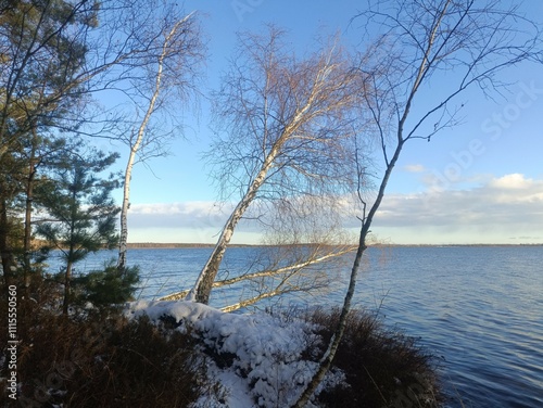 Rekyva forest and lake during sunny winter day. Pine and birch tree woodland. Wavy lake. Bushes and small trees are growing in woods. Sunny day without clouds in sky. Snowy. Nature. Rekyvos miskas. photo