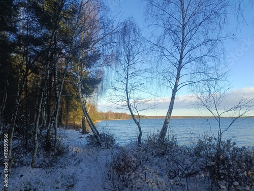 Rekyva forest and lake during sunny winter day. Pine and birch tree woodland. Wavy lake. Bushes and small trees are growing in woods. Sunny day without clouds in sky. Snowy. Nature. Rekyvos miskas. photo