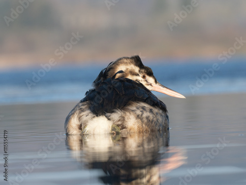 Haubentaucher (Podiceps cristatus) Jungvogel