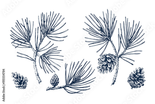 Pine tree set. Twig botanical hand drawn Isolated vector illustration. Cedar sketch template for card design Christmas invitation, packaging, poster, party, holiday decor. Engraving style collection