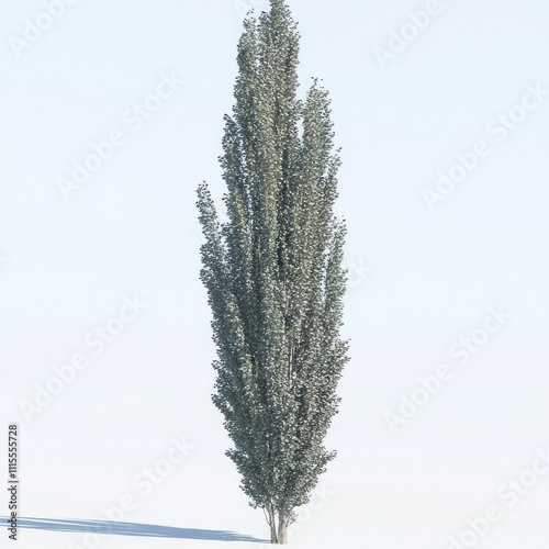 Tall slender poplar tree with lush green foliage